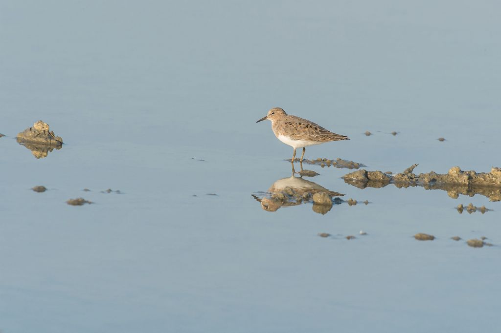 Gambecchio nano (Calidris temminckii) e Piovanello pettorale (Calidris melanotos)